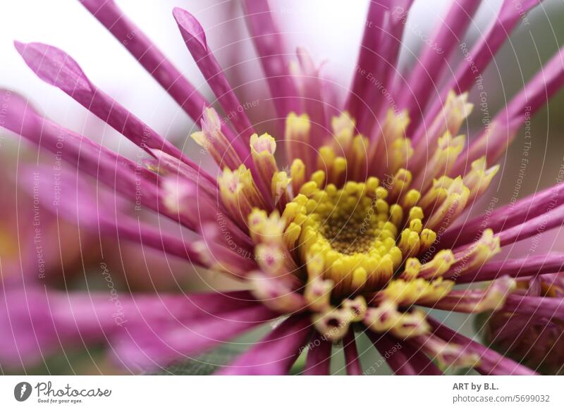 open Delicate rolled petals Rolled Inspection nature macro Chrysanthemum flowery Flower flower photo Headstrong blossoms bud Season purple Yellow Nature Blossom