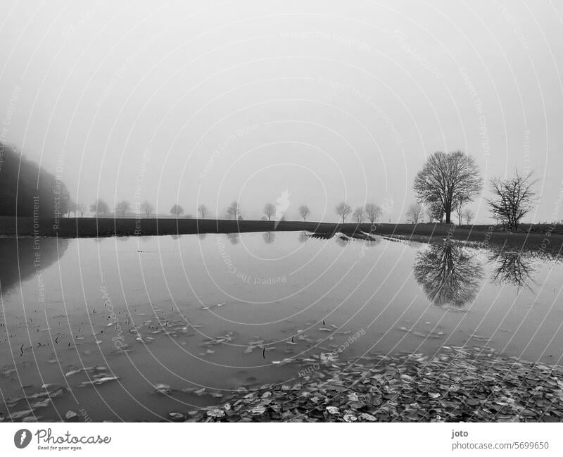 Trees reflected in a puddle on a foggy day Autumn Autumnal Dreary Exterior shot Nature Gloomy October November November weather october weather Sadness