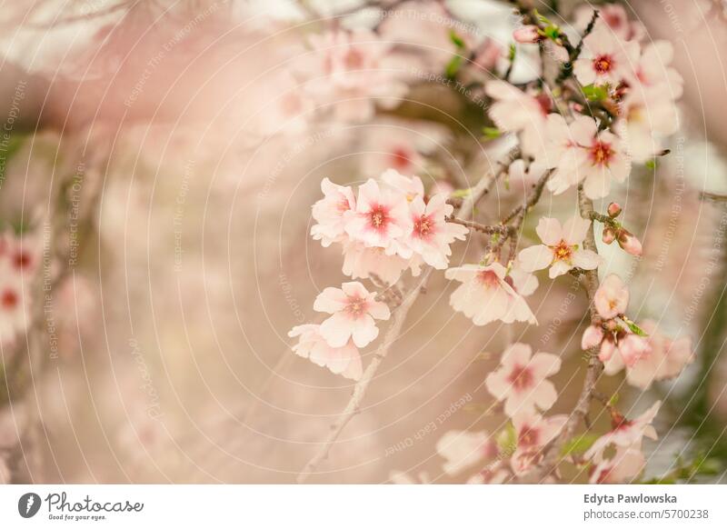 Almond blossom in Sicily, Italy almond tree spring flower cherry nature branch white flowers bloom blooming season beauty plant garden floral beautiful green