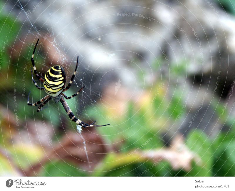 wasp spider Spider Spider's web Black-and-yellow argiope Insect Striped Legs Macro (Extreme close-up)