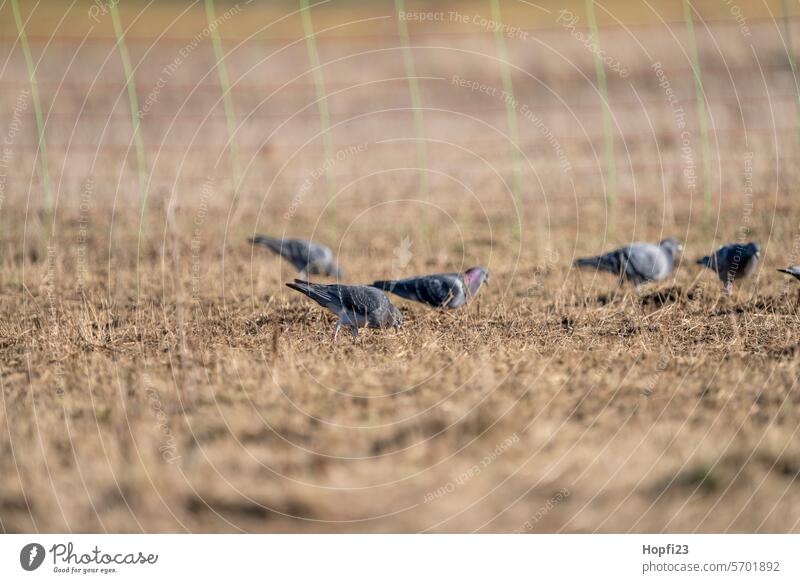 Pigeons in a meadow Bird Flying Grand piano Feather Freedom Animal Beak Exterior shot Colour photo Nature Day Wild animal Deserted Sunlight Environment