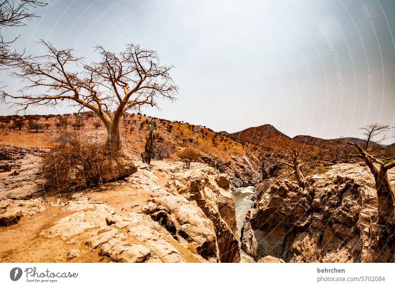 As in another world Baobab tree Warmth especially Adventure Vacation & Travel Landscape Nature Wanderlust Namibia Africa Far-off places Dry aridity Drought