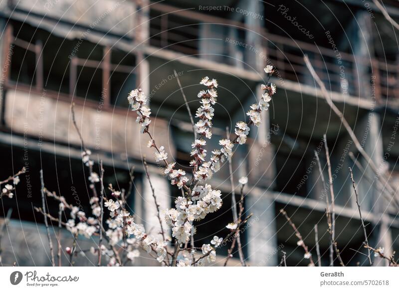 white flowers against the background of destroyed and burnt houses in the city of Ukraine Donetsk Kherson Kyiv Lugansk Mariupol Russia Zaporozhye abandon attack