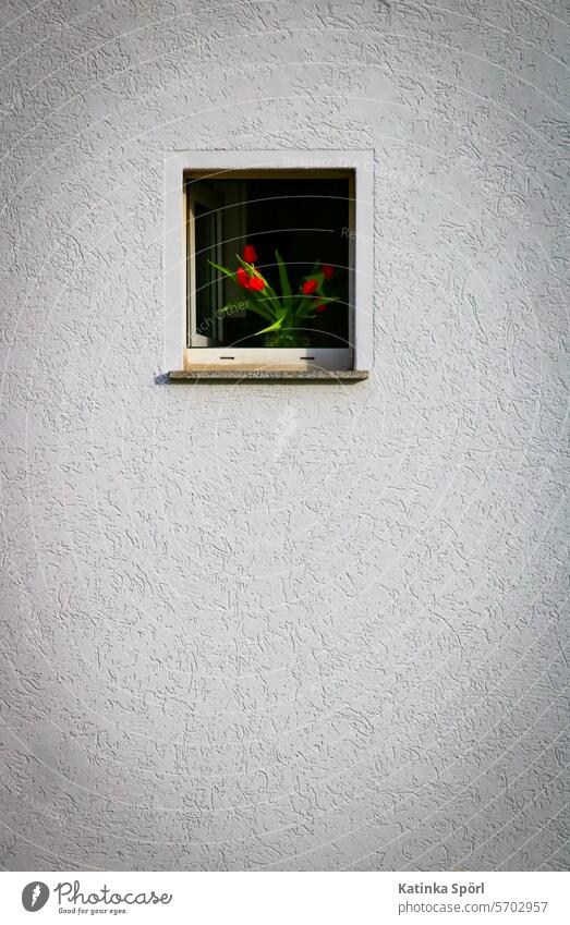 Red tulips in the house wall Tulips in vase Tulip blossom Bouquet Flower flowers house wall window Window Bathroom window Facade White Spring Blossom