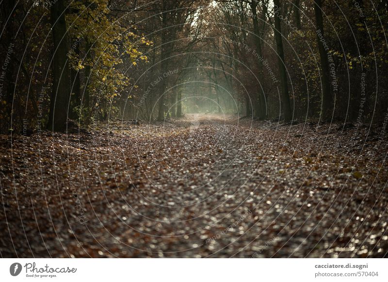 Straight ahead and through Nature Autumn Forest Lanes & trails Threat Dark Creepy Brown Black Calm Modest Humble Sadness Longing Wanderlust Disappointment