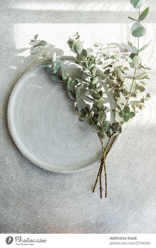 Eucalyptus sprigs on a white ceramic plate eucalyptus simple elegant arrangement texture backdrop leaf greenery botanical table decoration minimalist natural