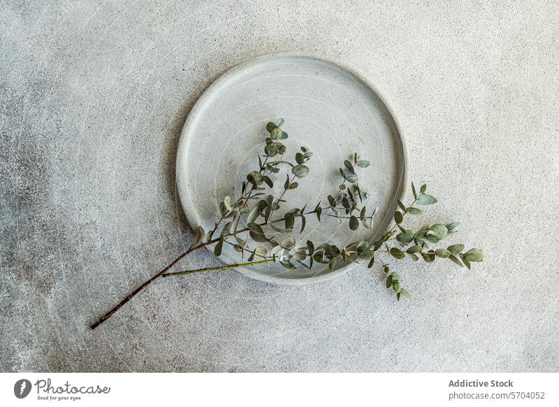 Ceramic plate with eucalyptus branch on concrete ceramic texture background top view grey green minimalist natural tableware simplicity design home decor