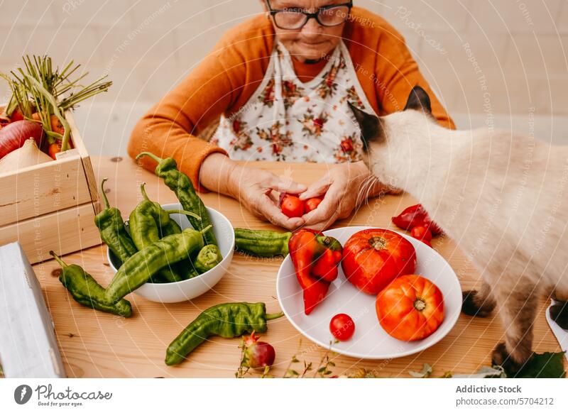Senior woman and cat sorting vegetables at home senior tomato kitchen preparing apron colorful fresh produce curiosity domestic cooking healthy lifestyle
