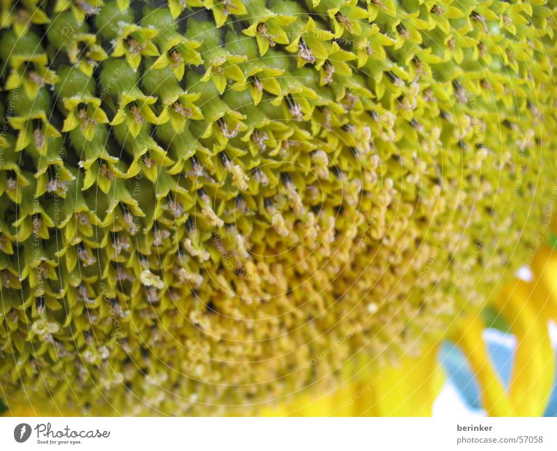 sunflower Flower Nature