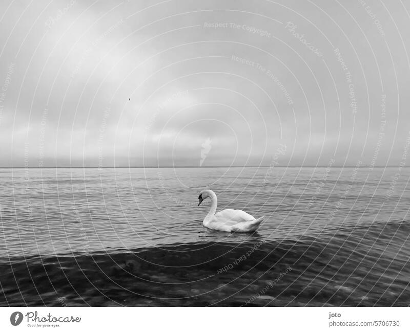 Swan on the sea Ocean Horizon Baltic Sea farsightedness melancholy Loneliness Lonely on one's own daintily Elegant White gooseneck Water Animal Bird Feather