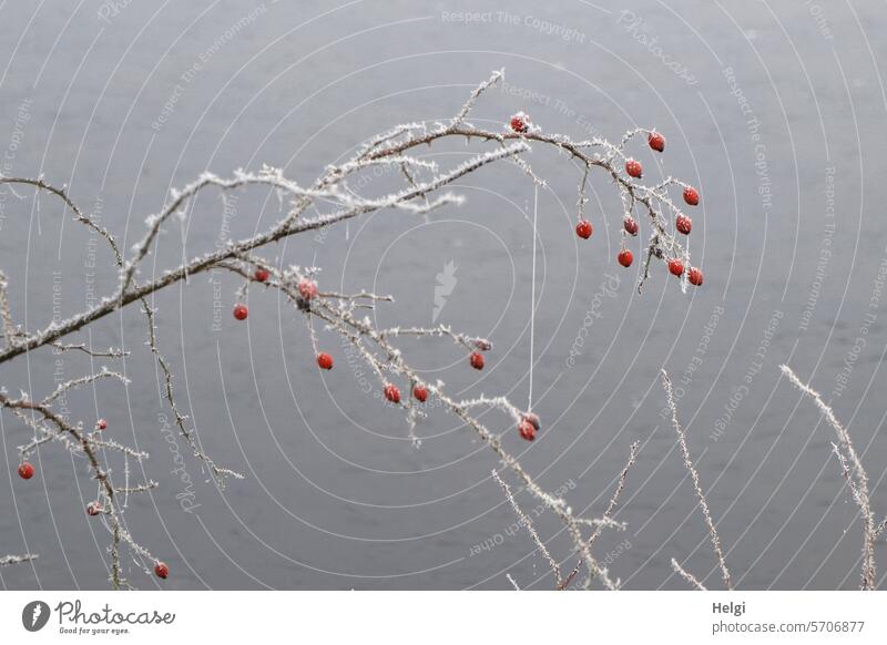 Rosehip branch with hoarfrost Twig rose hip branch Rose hip Hoar frost Winter chill Frost Cold Frozen winter Winter mood ice crystals Winter's day Freeze