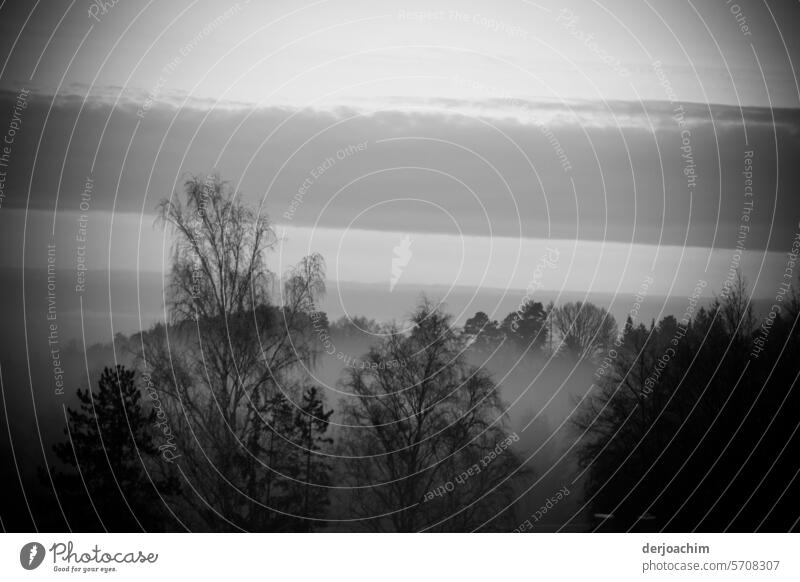 Autumn time is also fog time foggy Fog Landscape Nature Exterior shot Morning Gray Deserted Morning fog Dawn Environment Shroud of fog Moody Calm tranquillity