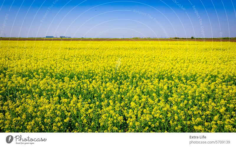 Rapeseed field, blooming canola flowers, bright yellow flowering Abloom Abstract Agricultural Agriculture Agronomy Bio Fuel Bloom Blooming Blossom Canola Oil
