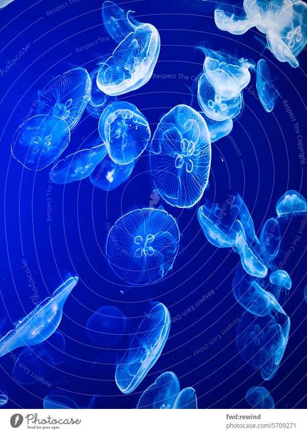 Jellyfish, Medusae jellyfish pool jellyfish blue jellyfish seascape Ocean underwater Aquarium Blue Underwater photo Water Animal portrait Abstract Harmonious