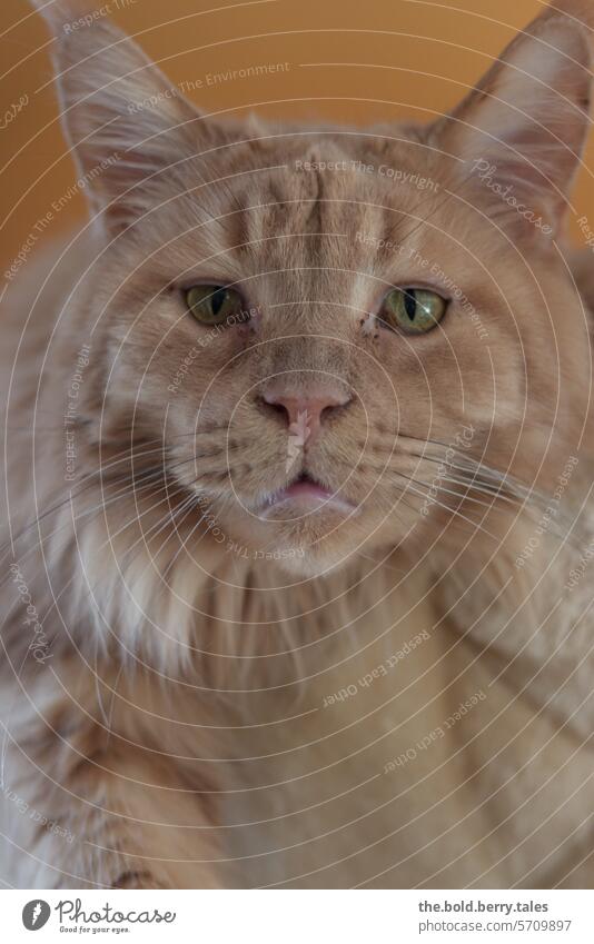 Cream colored Maine-Coon male cat Cat hangover cream Pelt Pet Animal Animal portrait Looking Cat's head Whisker Cat eyes Colour photo Love of animals