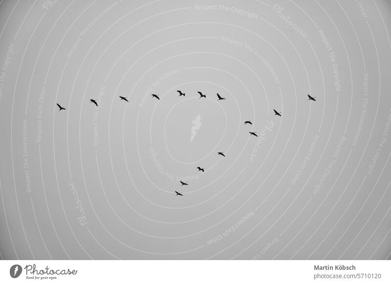 Cranes fly in V formation in the sky. Migratory birds on the Darss. black white Spring South migratory bird Air group beautiful grey revoltijo background
