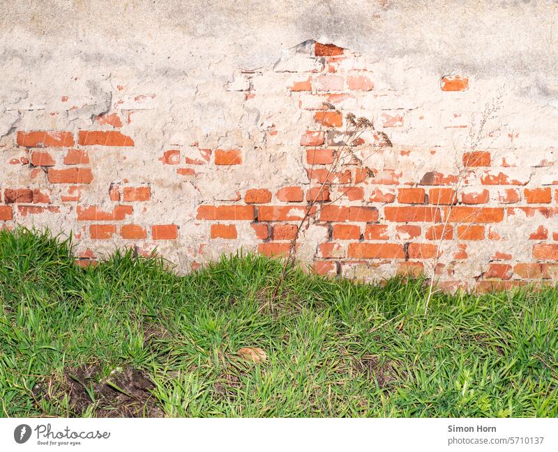Wall with peeling plaster and grass surface masonry Flake off peeled off Wall (barrier) Structures and shapes Subsoil exposed Brick Unplastered Old