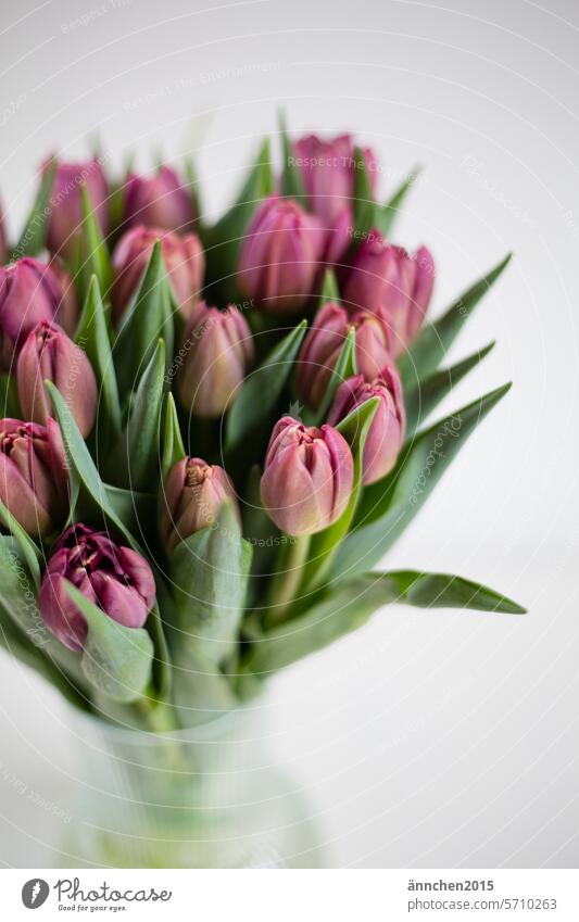 Bouquet of tulips with purple tulips in a glass vase bouquet of tulips Violet Blossom Ostrich Blossoming Green Spring flowers Colour photo Gift women's day