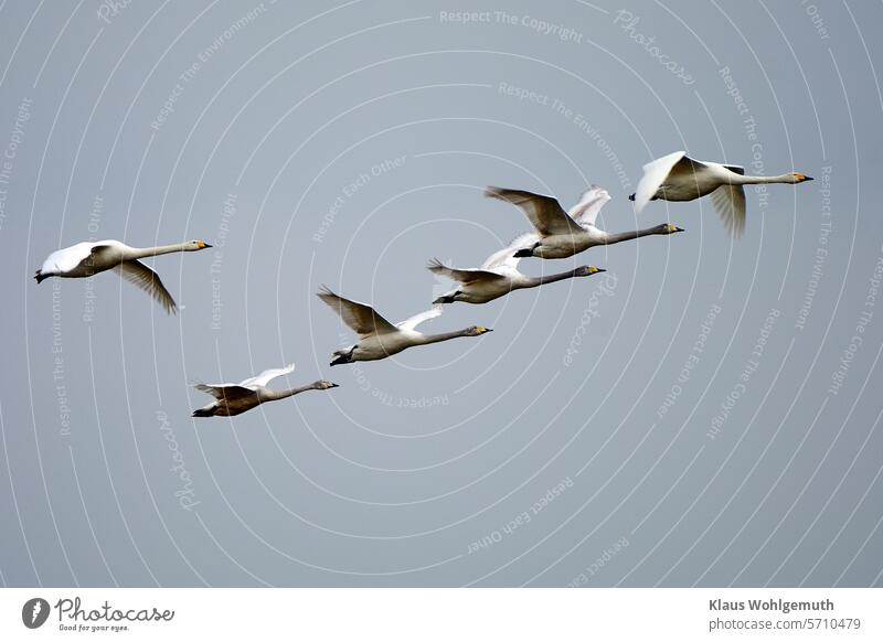Whooper swans fly in formation to a nearby harvested corn field. Whooper Swan Cygnus cygnus Flying wildlife photography Bird Exterior shot Feather White Beak