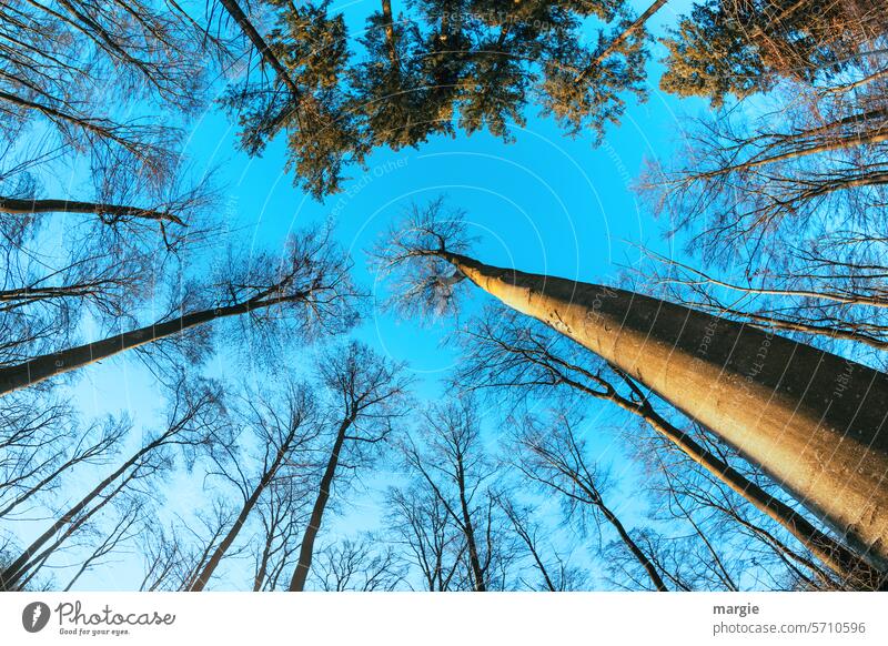 Trees grow tall trees Forest Tree tops huge Tall Sky Blue Nature Deserted Environment Worm's-eye view deciduous trees Treetop Beautiful weather Blue sky Plant