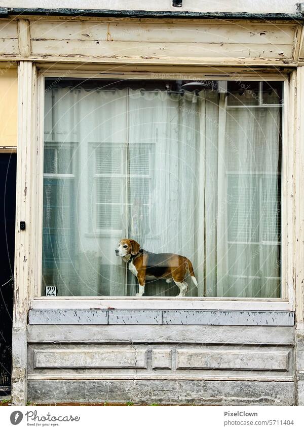 A dog stands behind a window Dog Pet Love of animals Animal portrait Exterior shot Colour photo Deserted Animal face Dog's snout Watchdog Puppydog eyes Loyalty