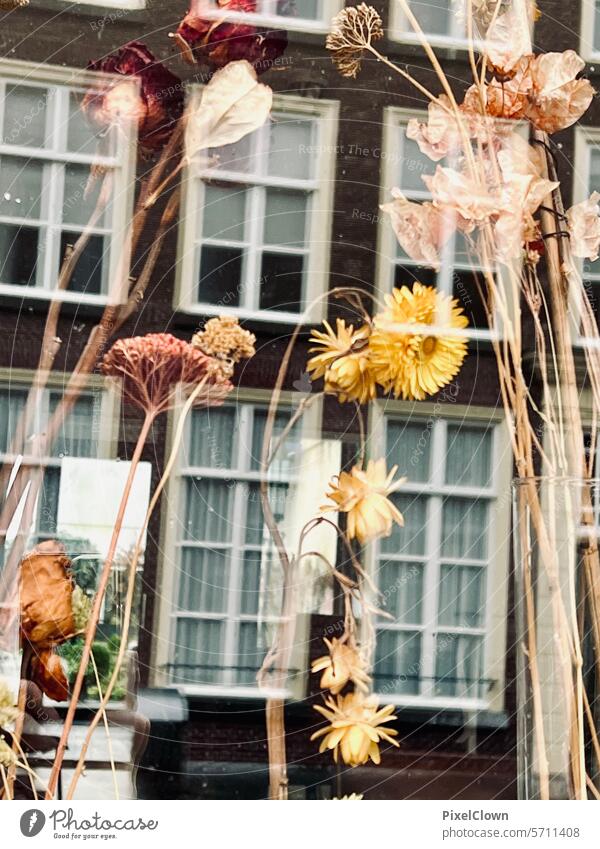 Dried flowers in the window frame Bouquet Decoration Flower wild flowers Interior heyday Floral Home pale flora Design Style Nature Blossom Summer Plant