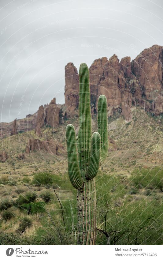 stormy desert giant saguaro cactus against stormy desert desert mountains desert backdrop desert sand Nature desert landscape Desert desert storm stormy sky