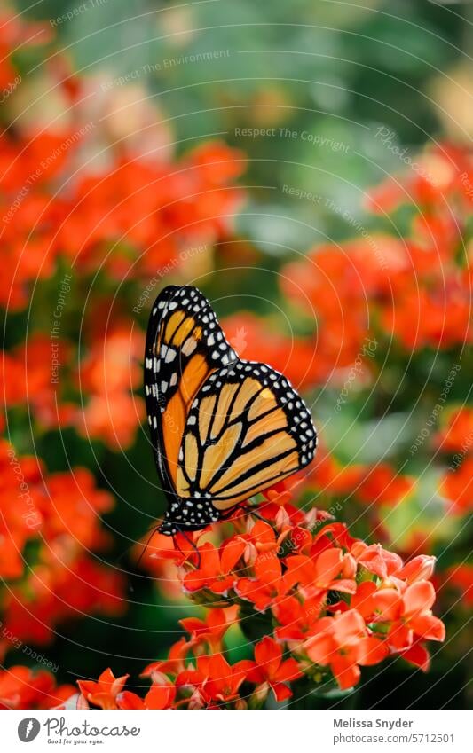 beautiful monarch butterfly on bed of red flowers in garden Butterfly Monarch butterfly Insect Close-up Animal Macro (Extreme close-up) Green Colour photo