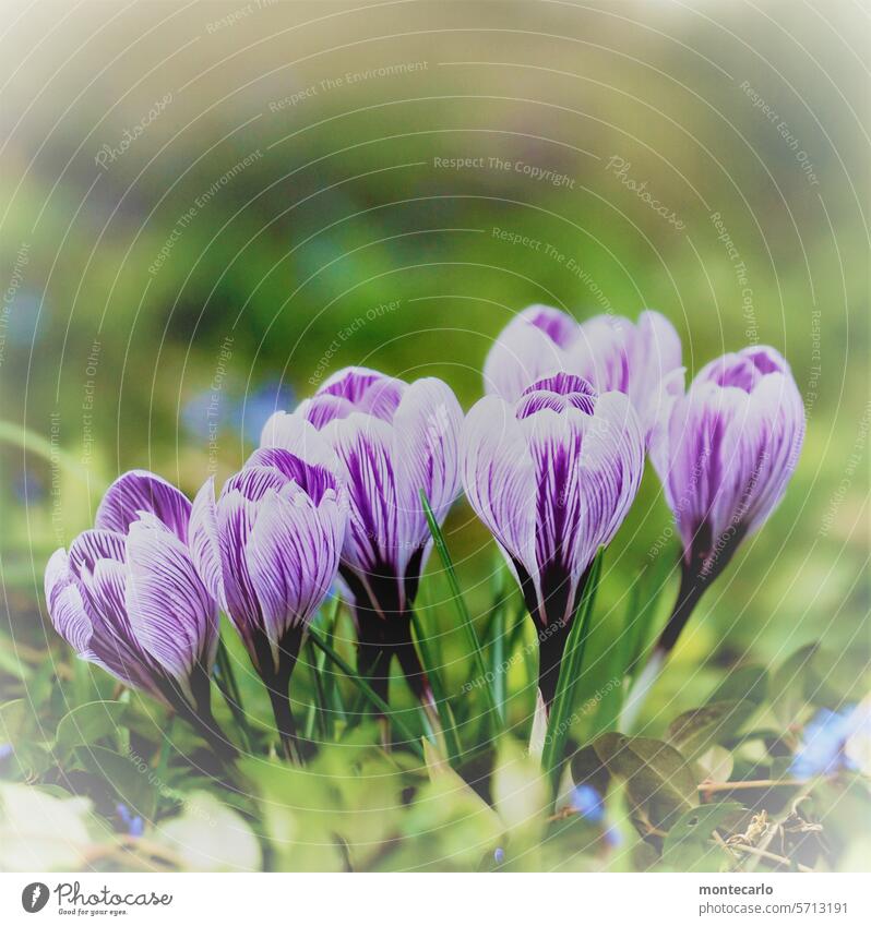 Crocuses in spring naturally Fresh Authentic Close-up Shallow depth of field Exterior shot Spring fever Violet Green Foliage plant Wild plant Plant Environment
