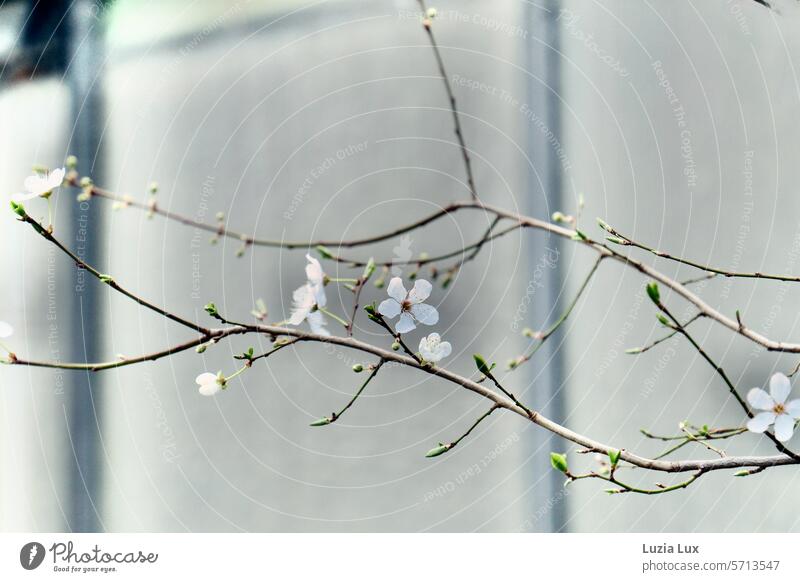Branches with fresh greenery and delicate flowers in front of the windows of a greenhouse twigs Spring Delicate buds blossoms Green White Nature Blossom