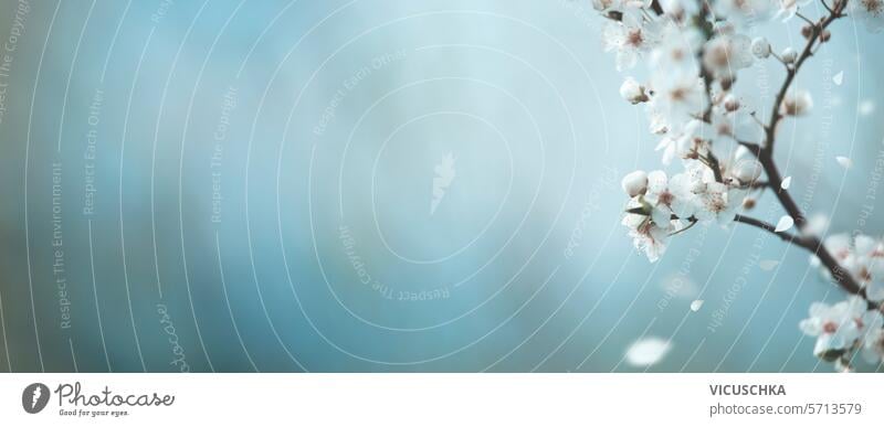 Springtime nature background with delicate cherry blossom at blue bokeh background. Banner springtime banner blooming beautiful flora white floral garden branch