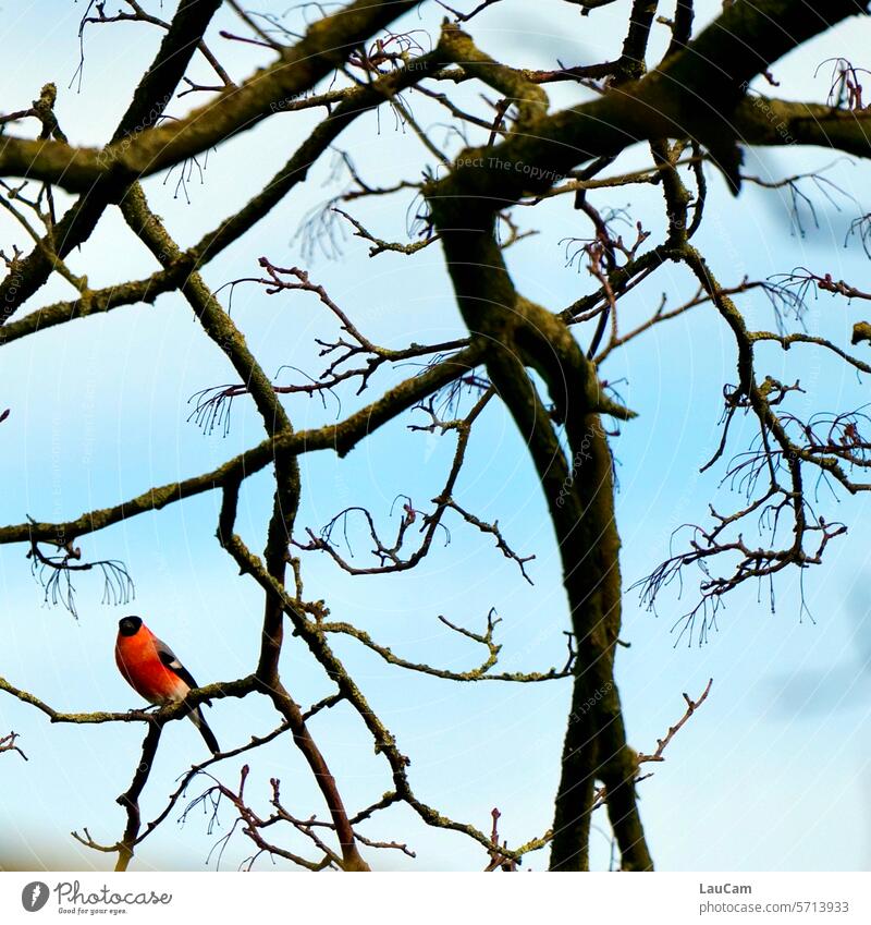 Bullfinch bullfinch Bird Animal Animal portrait Tree branches twigs Branchage Nature Twigs and branches Sky