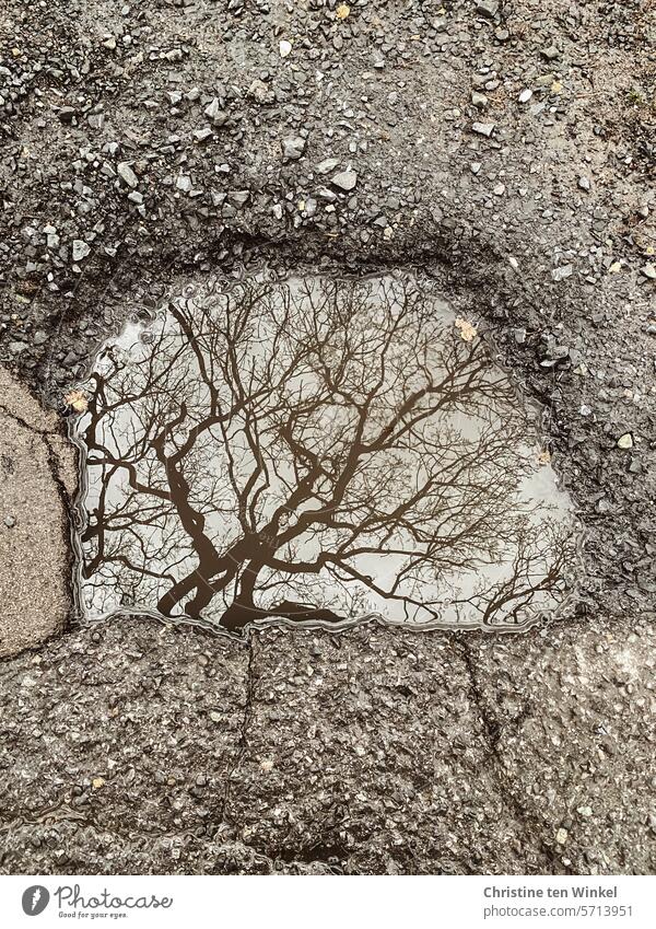 the bare branches of an oak are reflected in a puddle Puddle Oak tree Tree Branches and twigs puddle mirroring Wet gravel Seasons Bleak Winter Nature Asphalt