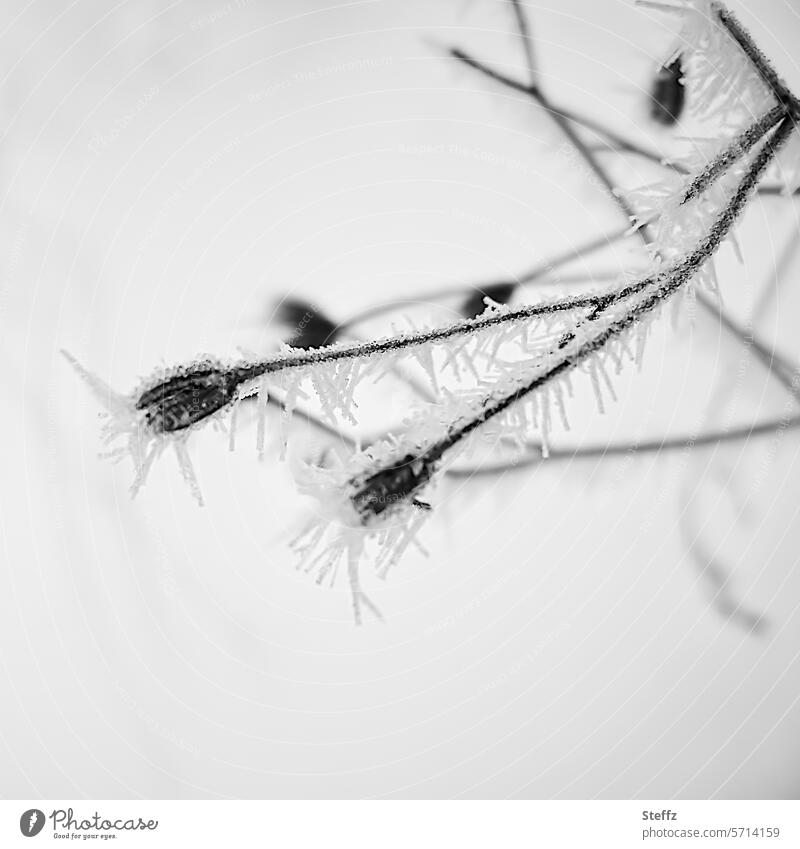 frost-covered plant in winter Frost frostbitten chill Ice Cold Hoar frost Hoarfrost covered winter cold Frozen Freeze Snow layer icily Dried out plants