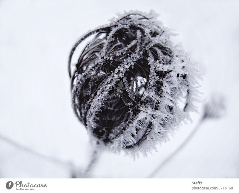 a small dried flower in winter Frost Hoar frost frostbitten Hoarfrost covered chill Freeze winter cold Hoarfrost coating Hoarfrost crystals snowy Shriveled