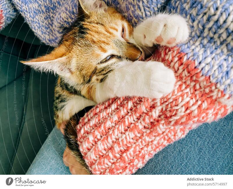 Cat snuggle blanket best sale