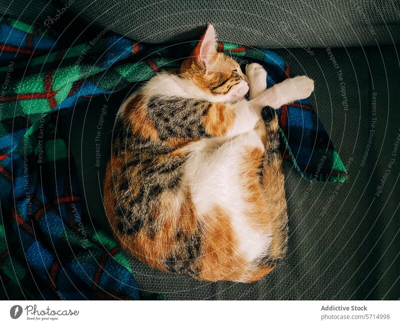 Calico cat sleeping peacefully on a plaid blanket calico serene curled dozing tranquil comfort pet feline cozy nap rest home domestic animal cute warmth