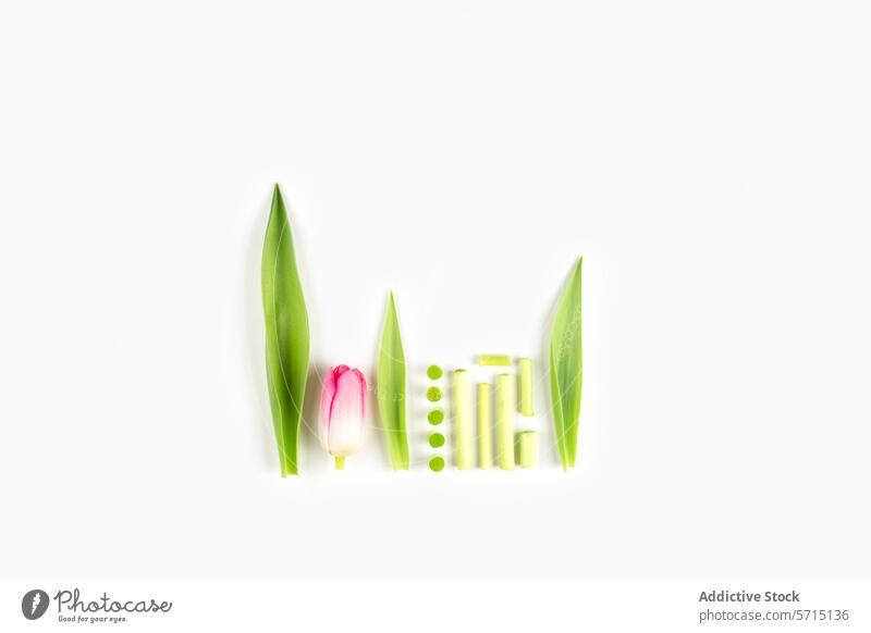 Creative Spring Tulips Arrangement on White Background tulip spring white background studio shot creative arrangement pink green minimalist floral design