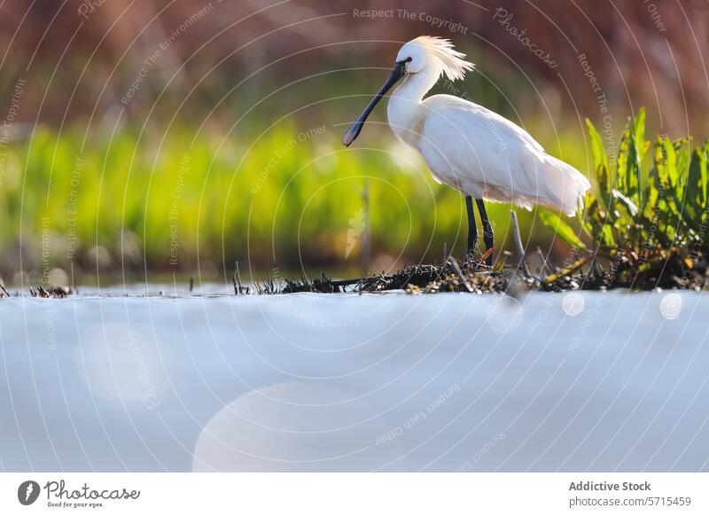 Eurasian Spoonbill standing at water's edge with lush greenery in the background and bokeh in the foreground. bird nature wildlife wetland feather beak