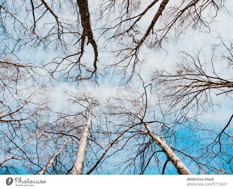 Springtime Bare Birch Trees Against Blue Sky springtime birch tree branch blue sky leafless renewal growth nature outdoor season forest woodland calm