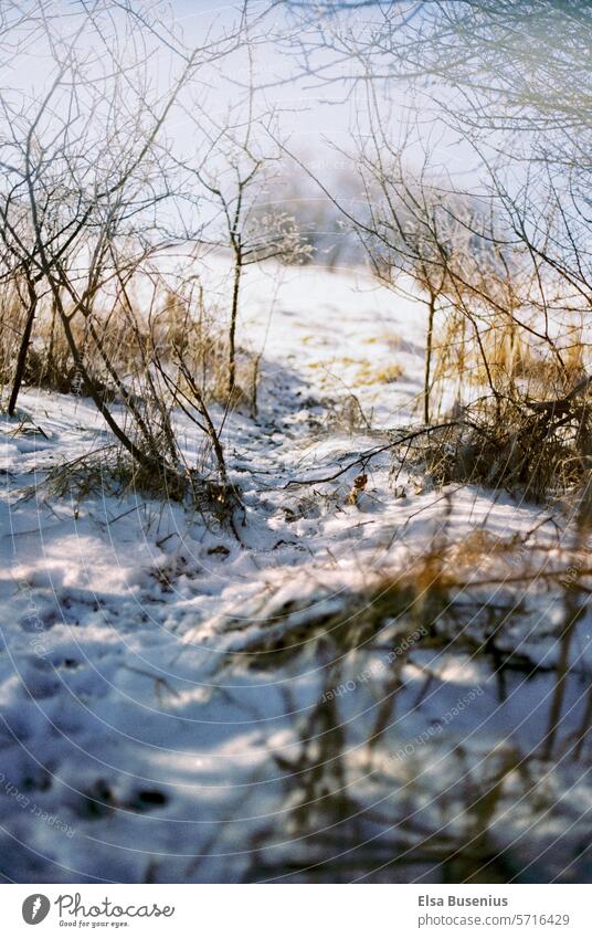 winter landscape off Snow Winter Nature trees Forest Landscape White Winter mood Frost Winter's day Tree Winter forest Cold Snowscape chill Weather Seasons