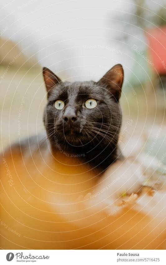 Portrait of black cat Black Cat feline black background portrait One animal pets purebred cat Pelt Cute Copy Space Cat eyes Animal Animal portrait