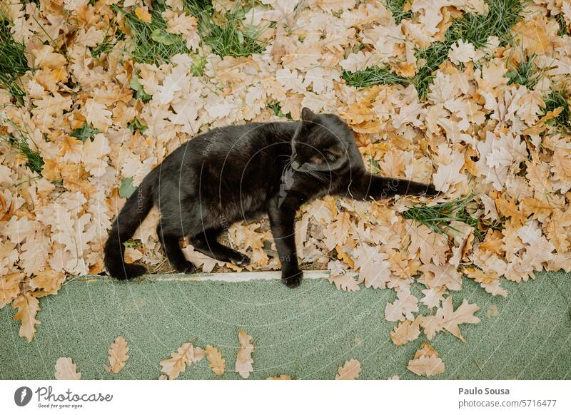 Black cat view from above Cat black cat feline pets portrait Copy Space Pelt One animal Fluffy leaves Autumn Resting outdoors Love of animals Pet Outdoors Cute