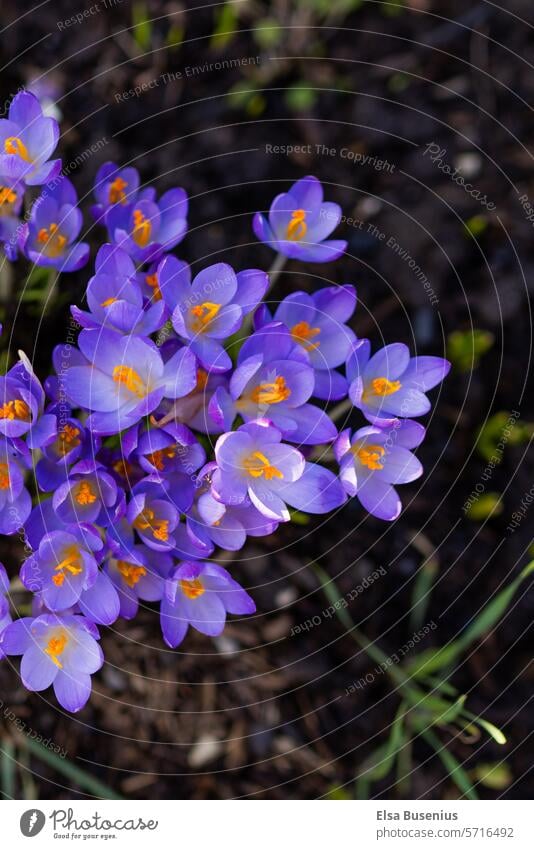 crocus Crocus Blossom Spring Flower Nature Plant Violet Spring fever Close-up Garden Blossoming Spring flowering plant pretty Spring crocus Exterior shot