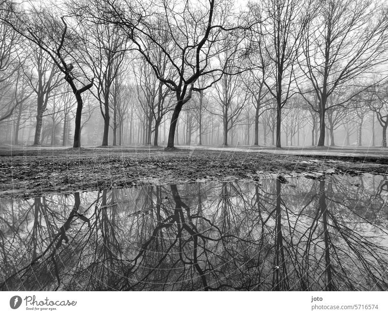Trees silhouetted in the fog are reflected in the puddle trees silhouettes Silhouette reflection Puddle puddle mirroring Fog cloudy Misty atmosphere Dreary