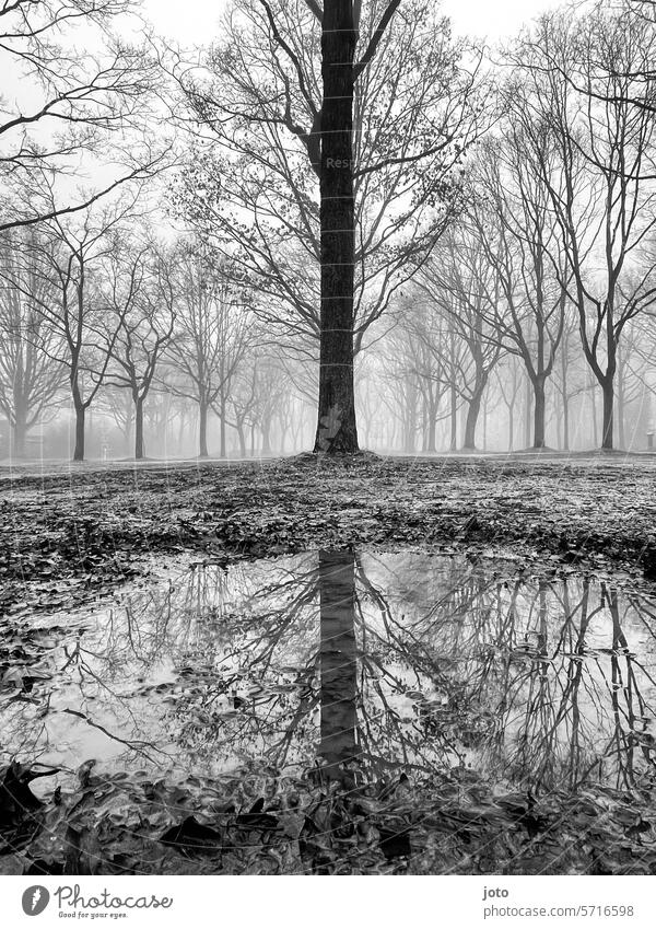 Trees silhouetted in the fog are reflected in the puddle trees silhouettes Silhouette reflection Puddle puddle mirroring Fog cloudy Misty atmosphere Dreary