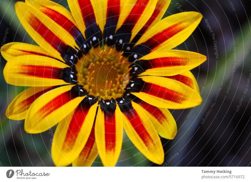 Gazania two toned flowers growing in the garden close up with blurred background Blossom Nature garden flower Summer natural light blurriness Natural color