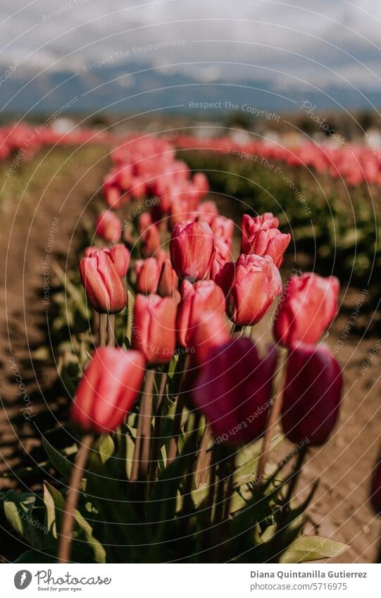 Tulips, Flower, Tulip Field, Spring, Flower Garden, Mountains, tulips, tulip field, tulip garden, field, tulip landscape Tulip field Tulip blossom Blossom