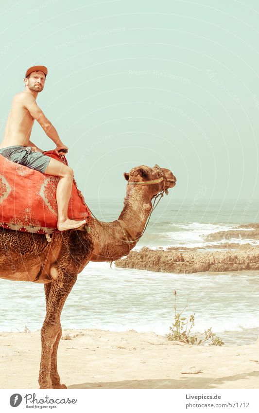 2 camels Vacation & Travel Tourism Trip Adventure Far-off places Freedom Sun Beach Ocean Island Waves Human being Masculine Man Adults 1 30 - 45 years