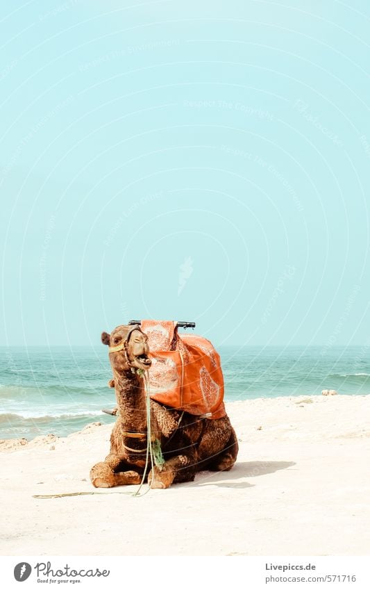 1 camel Vacation & Travel Tourism Trip Adventure Far-off places Freedom Sun Beach Ocean Island Waves Environment Nature Landscape Water Sky Cloudless sky Summer